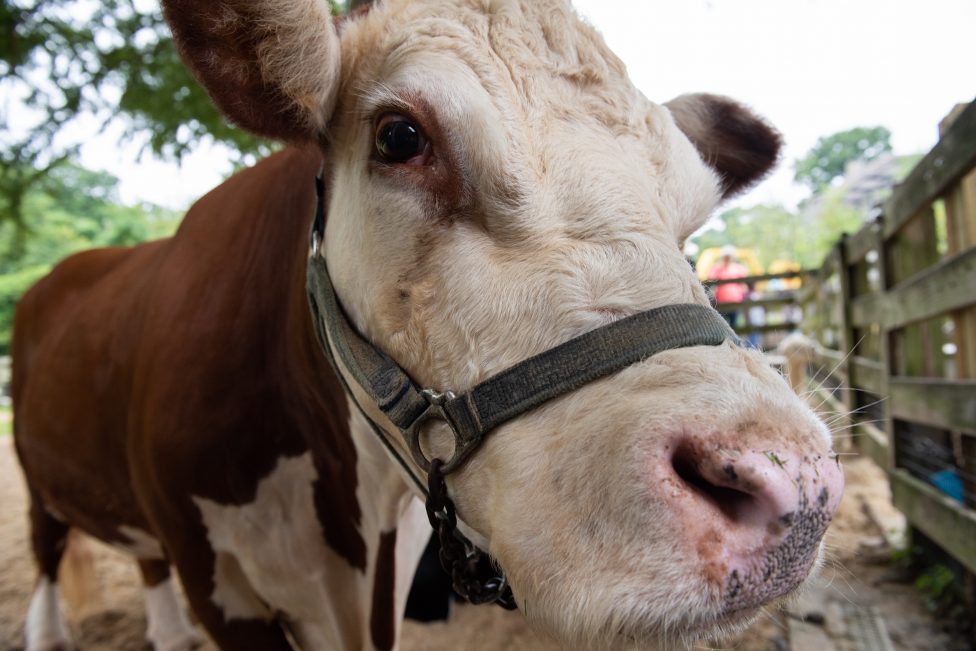 Hereford cow Rose at the Kids Farm. (Close-up of her face)