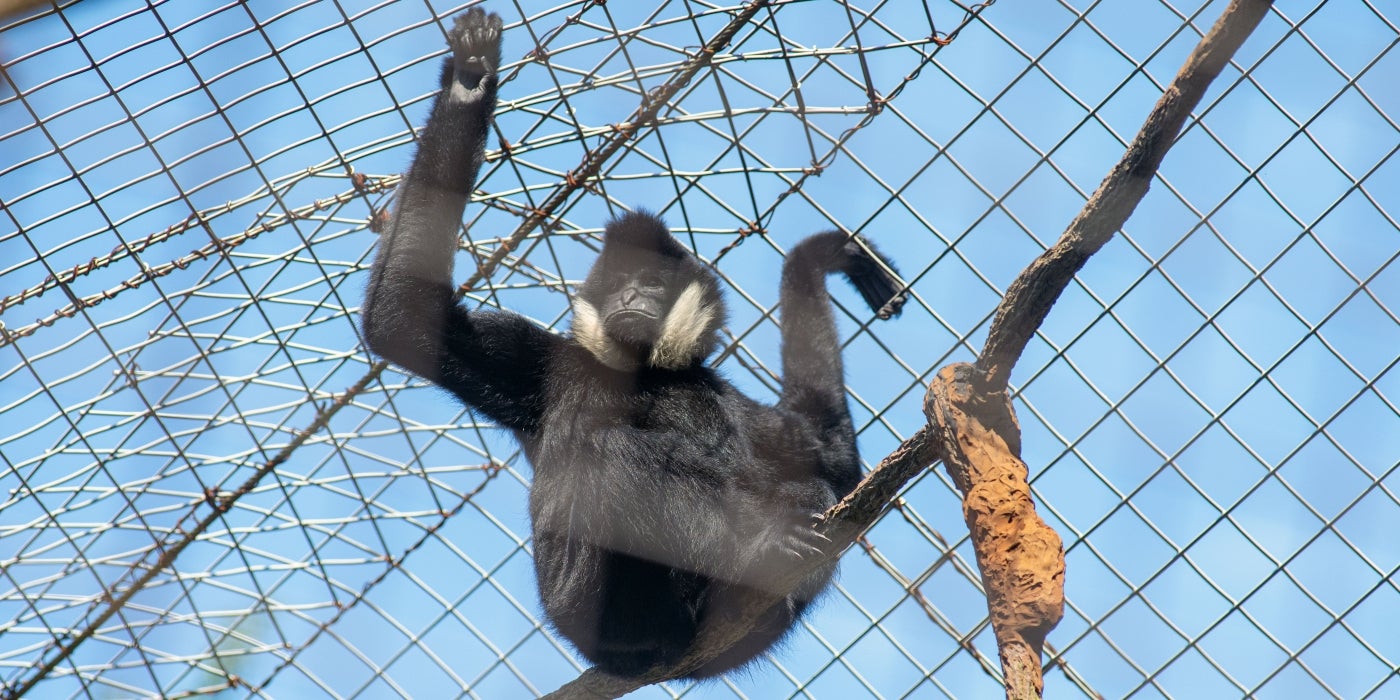 Sydney, a white-cheeked gibbon at Smithsonian's National Zoo