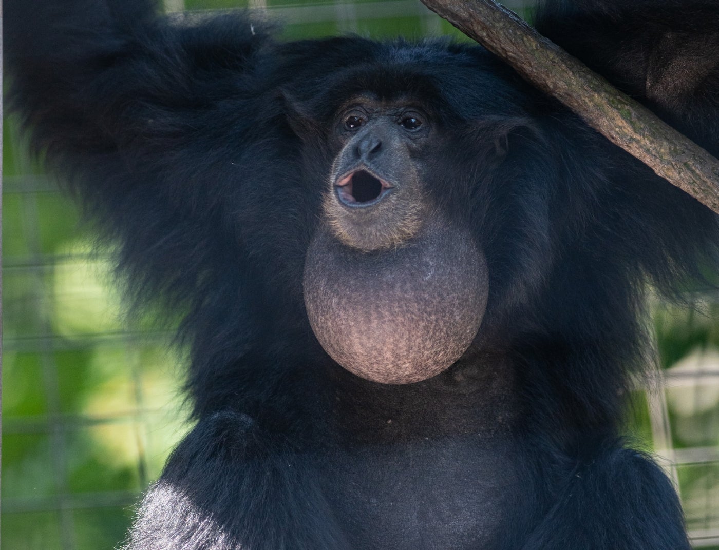 A siamang (gibbon) with thick black fur opens its mouth to make a loud call. Its throat pouch is expanded to about the size of a grapefruit to amplify its call.