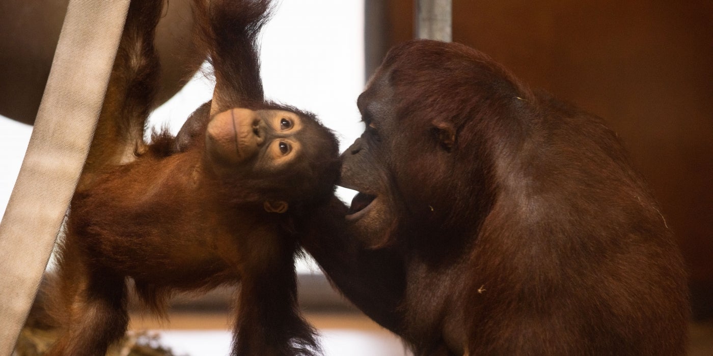 Orangutans Redd and Batang play together at Think Tank. 