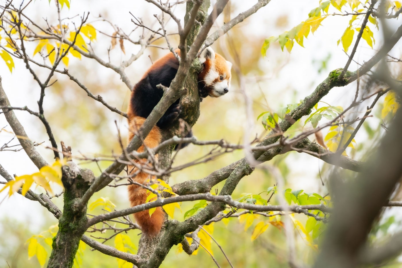 A red panda with a small body, long,bushy tail, clawed feet, whiskers and pointed ears climbing on branches high up in a tree.