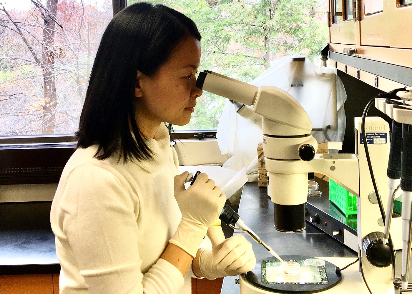 A researcher looks into a microscope and uses a pipette.