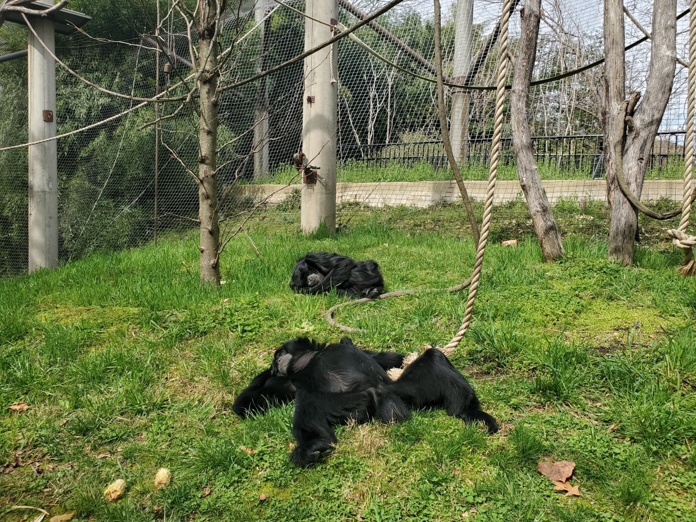 Siamangs Bradley and Ronnie lounging in the sun. 