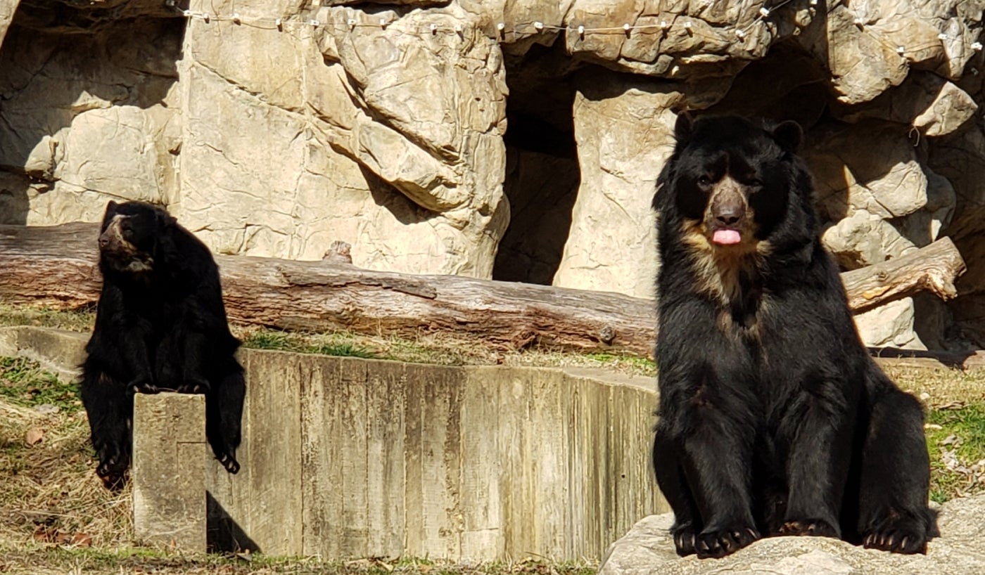 Andean bears Billie Jean (L) and Quito (R) shared a yard during their last breeding attempt.