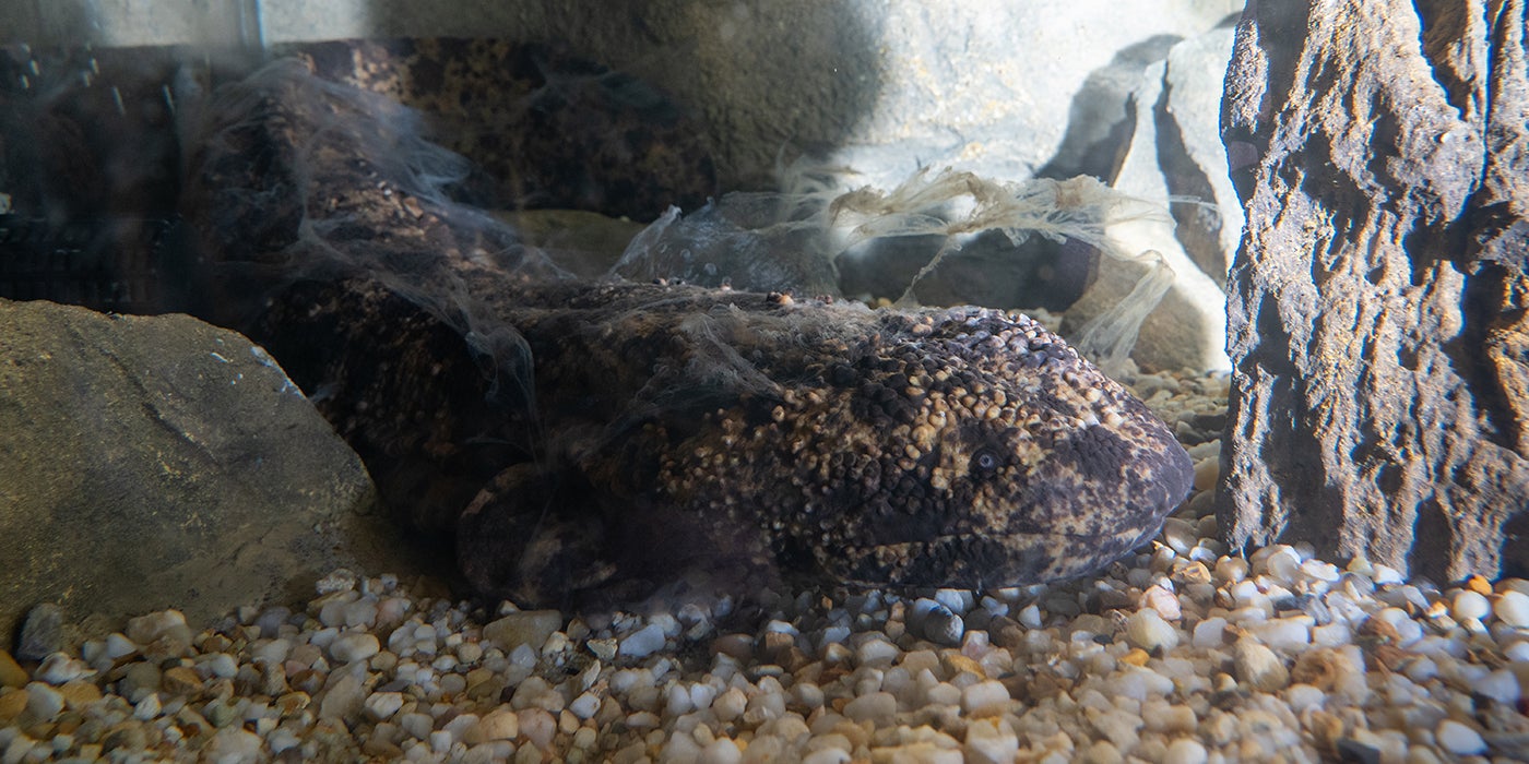 A Japanese giant salamander rests underwater on a gravelly substrate between rocks. Its skin is molting and floats in the water above it.