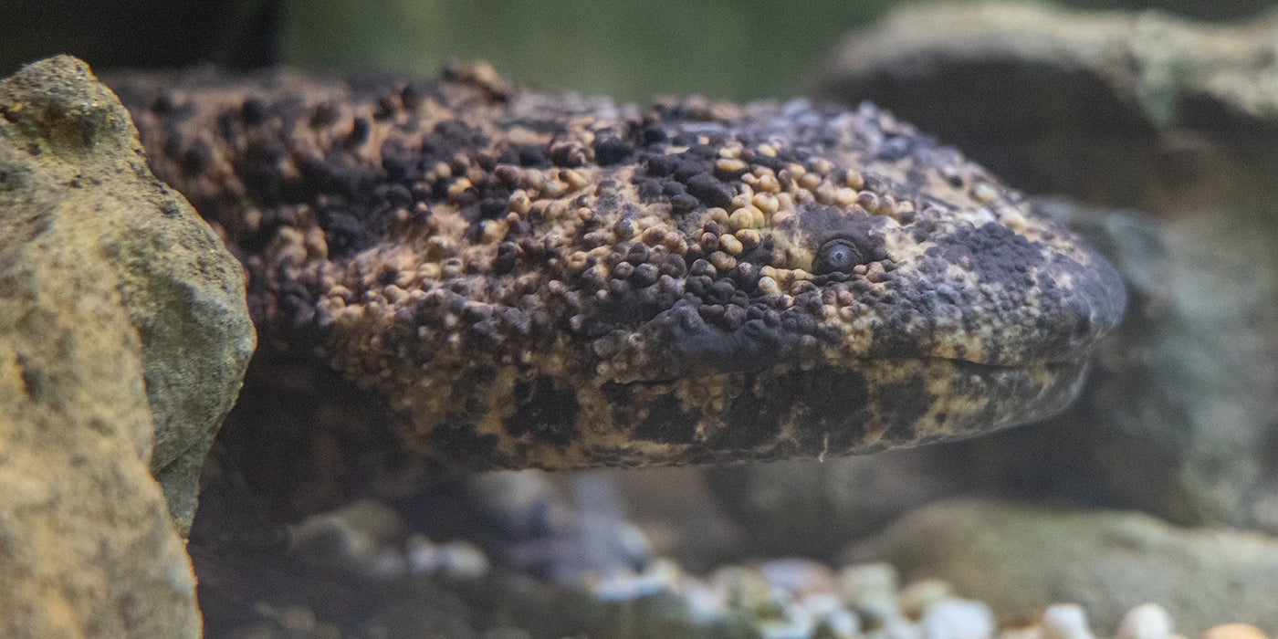 A Japanese giant salamander (the second-largest salamander in the world) pokes its head out from behind a rock. It has bumpy, mottled skin, a wide mouth and tiny eyes