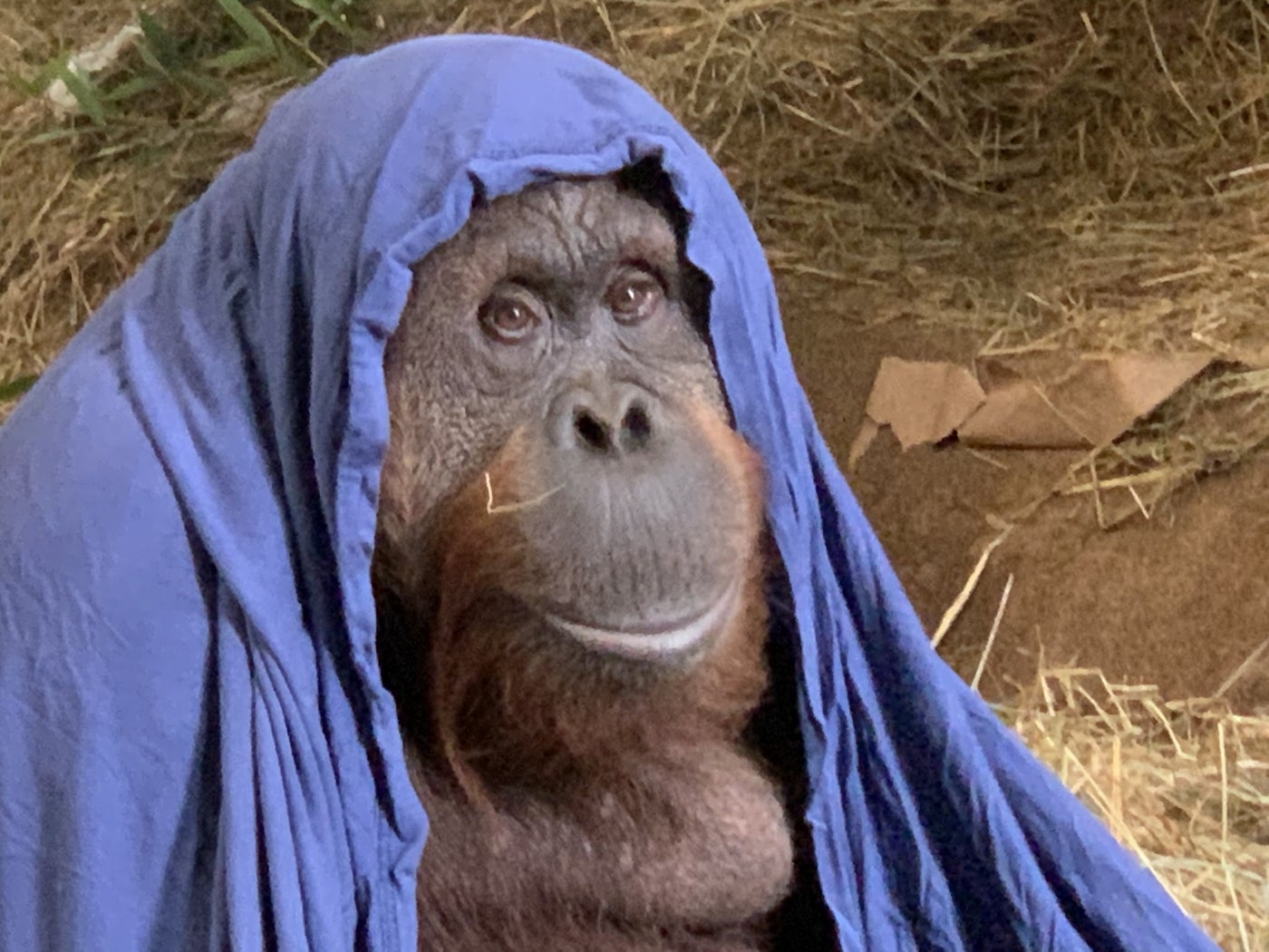 Orangutan Lucy in a blanket.