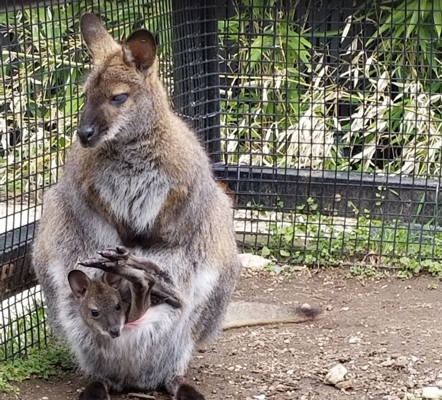 A Bennett's wallaby joey sticks its head and feet out of its mother's pouch.