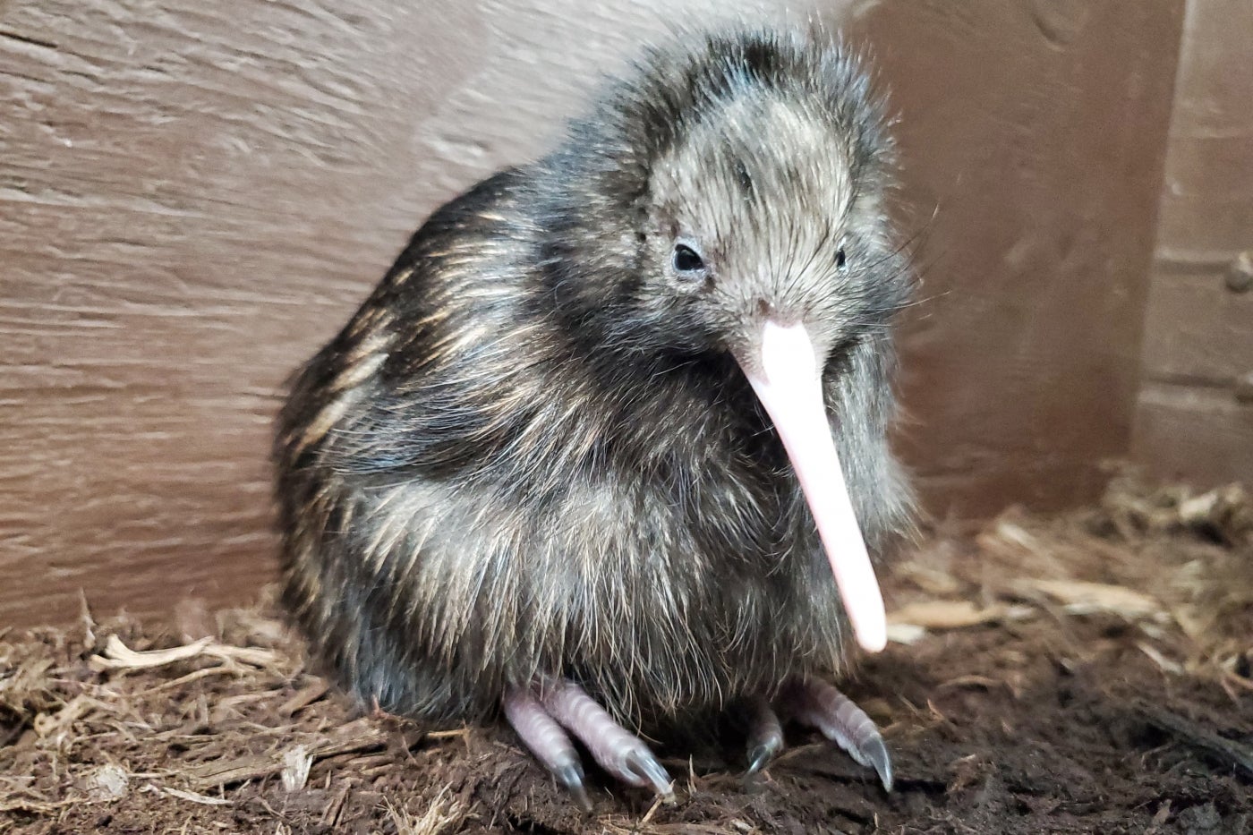 A wee kiwi! This chick hatched April 28 at the Smithsonian Conservation Biology Institute. 