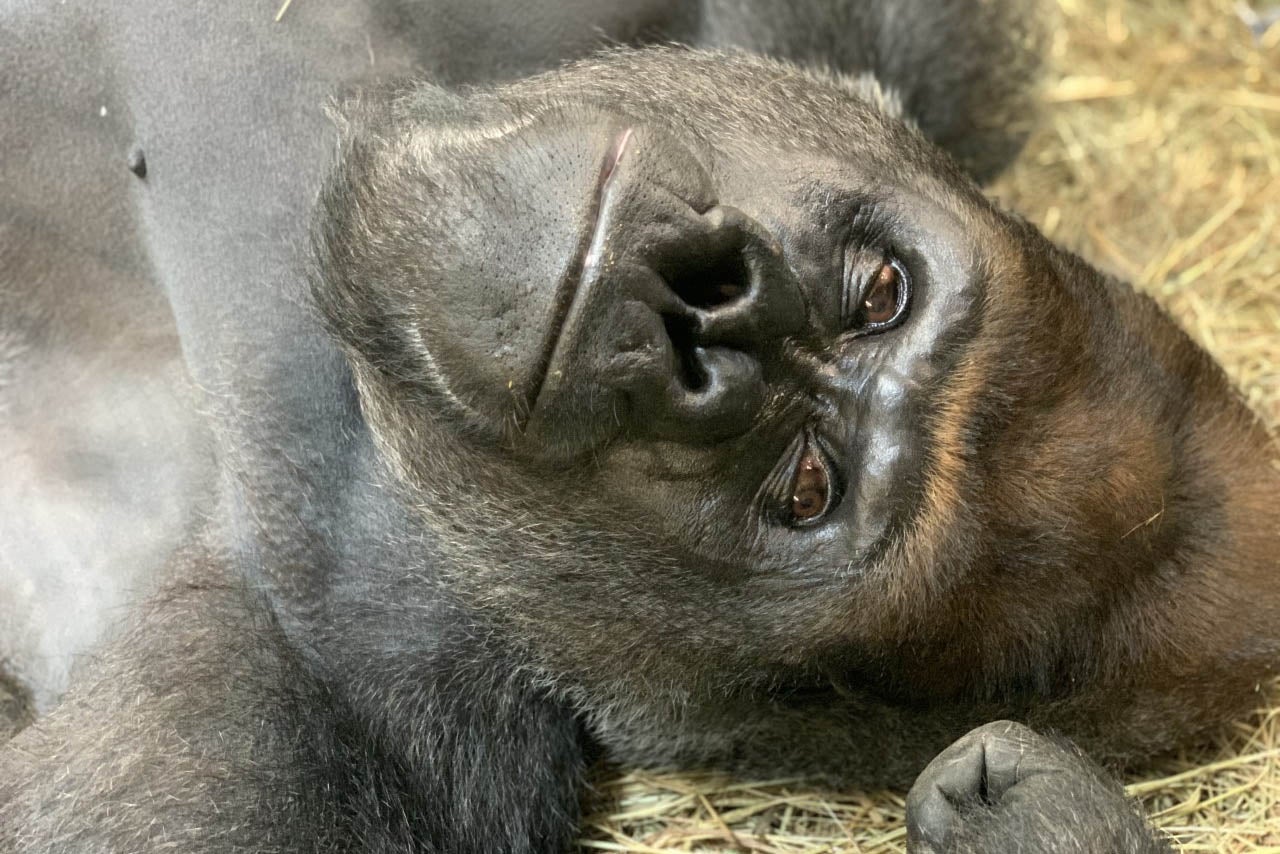 Western lowland gorilla Baraka laying down on some hay in the Great Ape House.