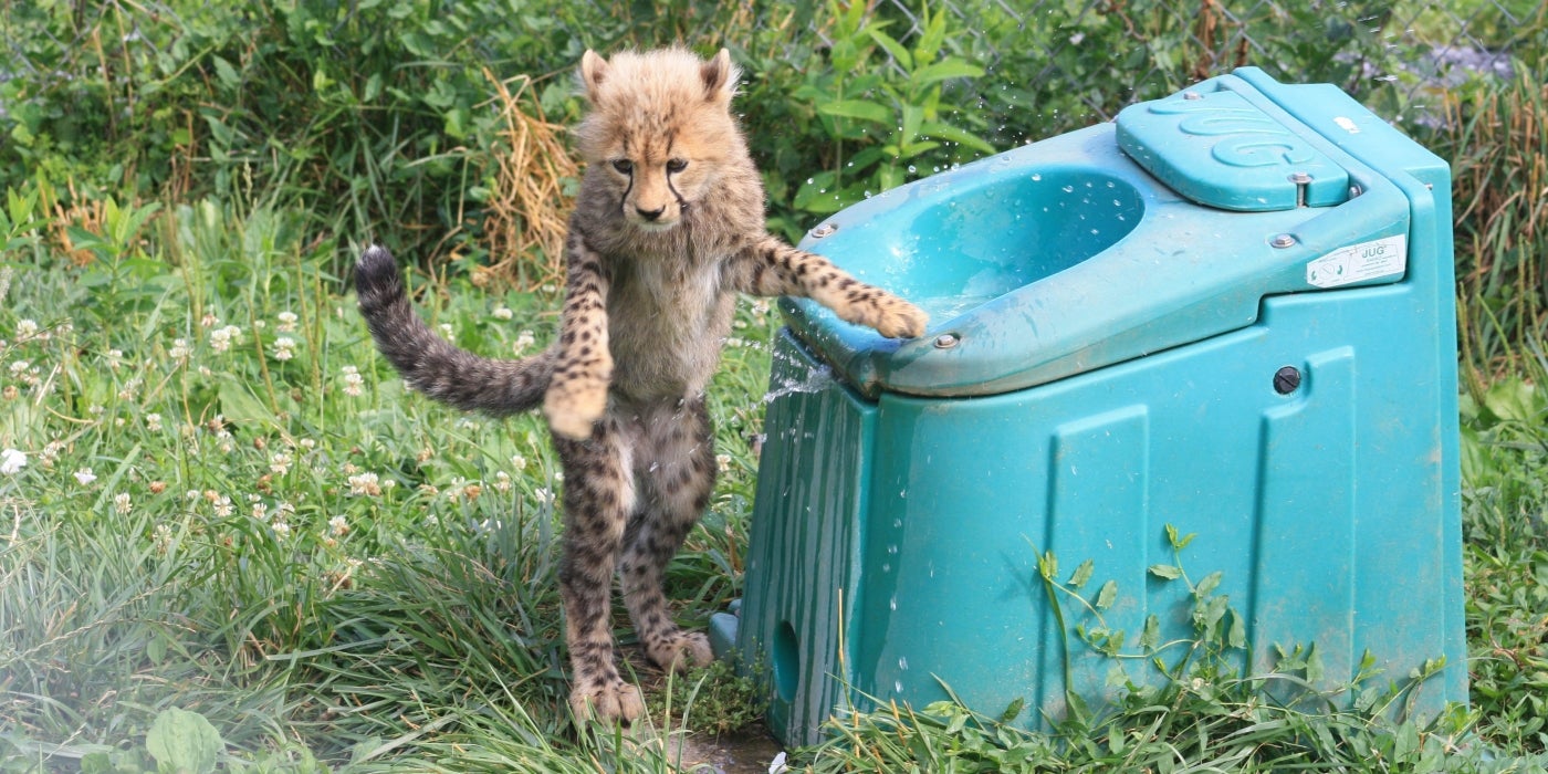 Three-month-old cheetah cub at the Smithsonian Conservation Biology Institute splashes in the water dispenser.