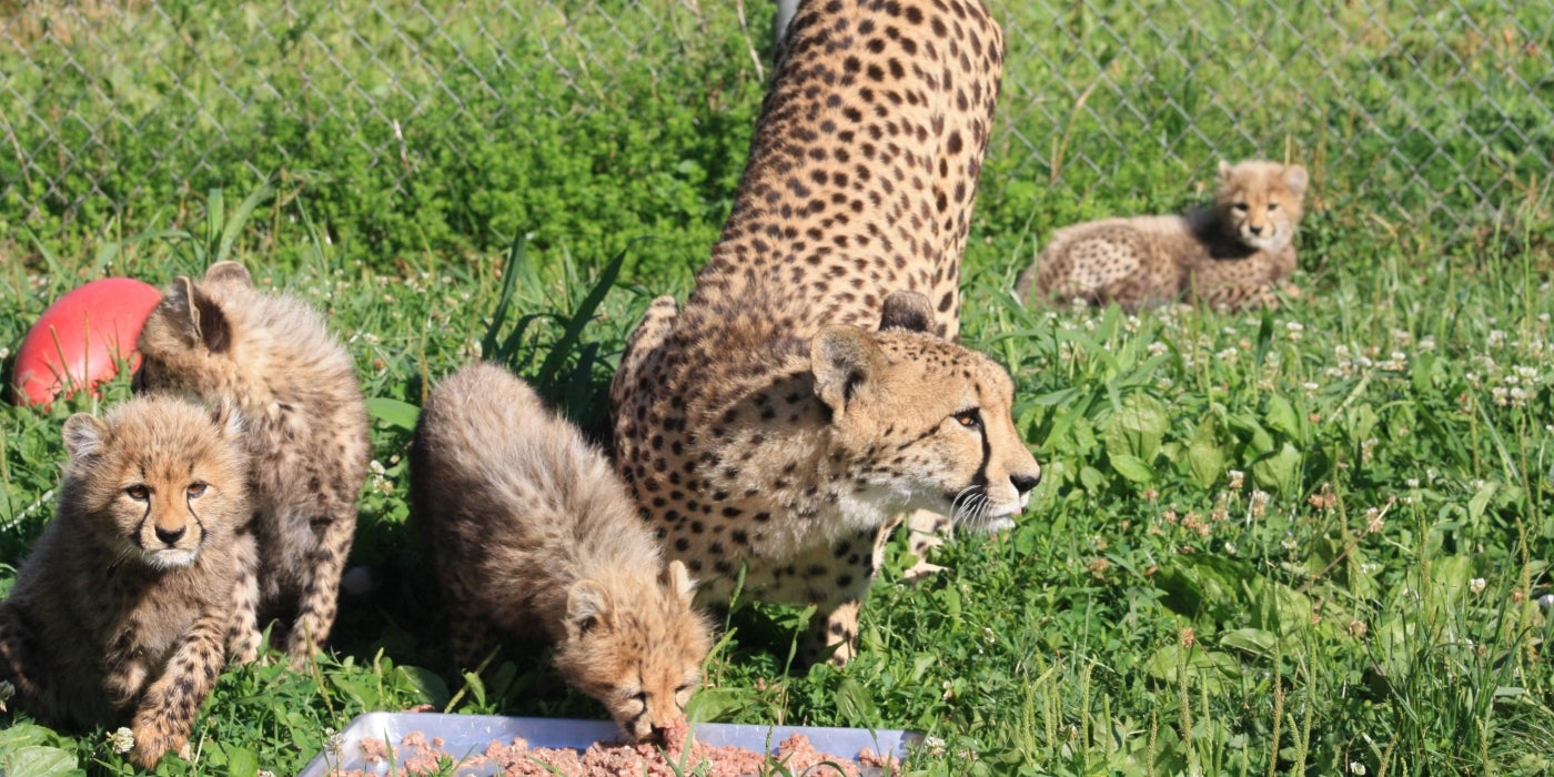 Three-month-old cheetah cub at the Smithsonian Conservation Biology Institute eat from a tray of meat with mom, Echo.