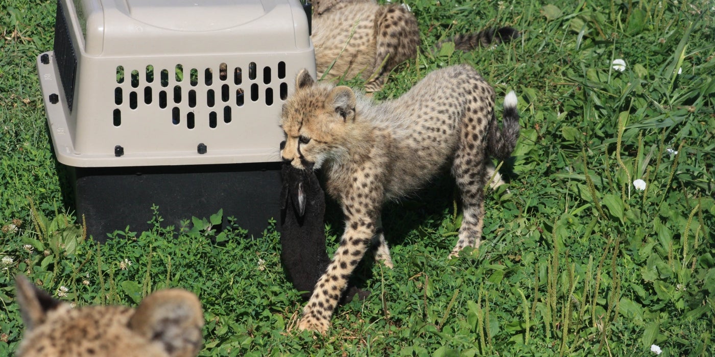 Three-month-old cheetah cub at the Smithsonian Conservation Biology Institute carries a frozen-thawed rabbit.