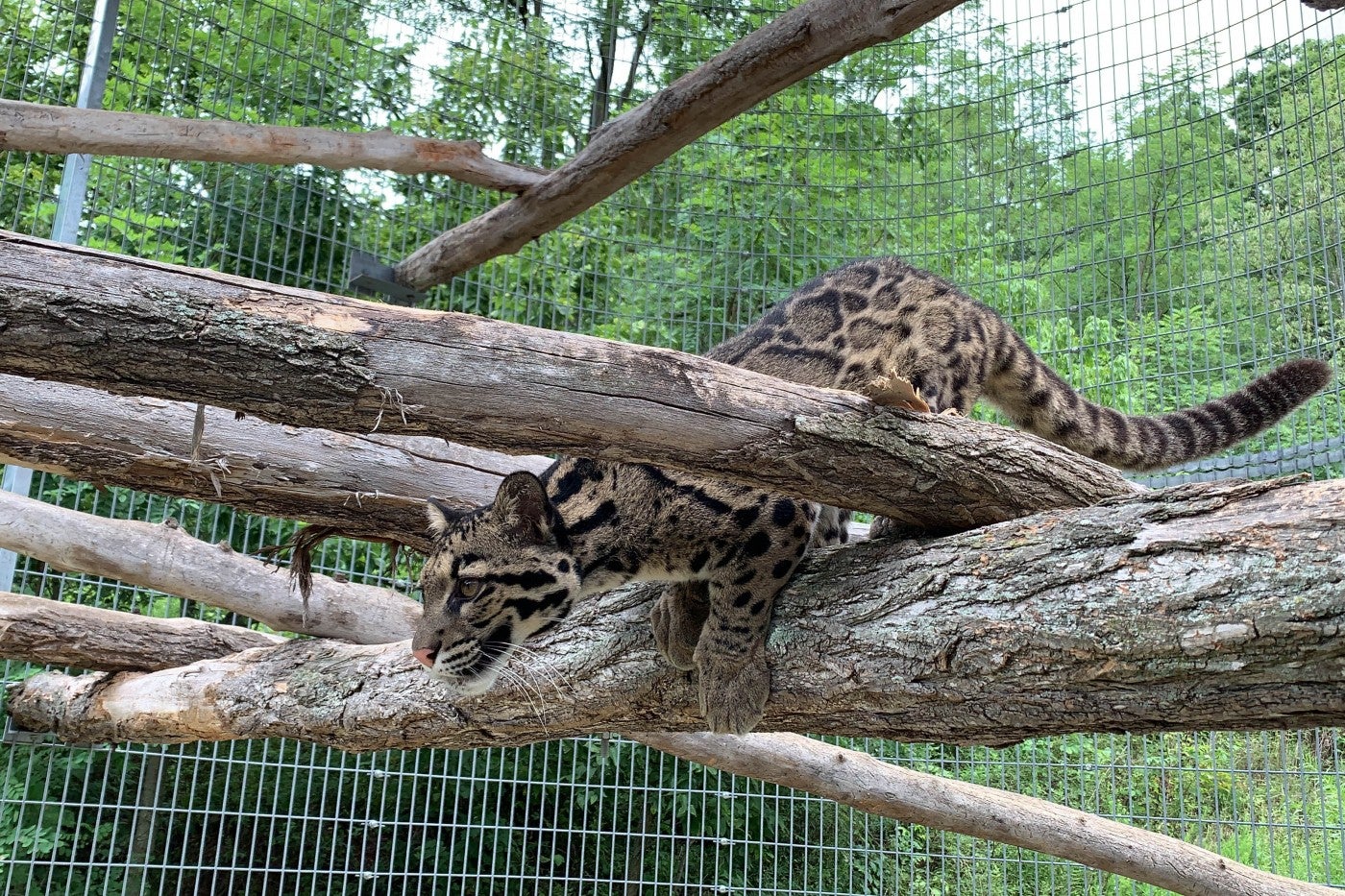 Clouded leopard Ariel crouches on a tree branch suspended in the air. 