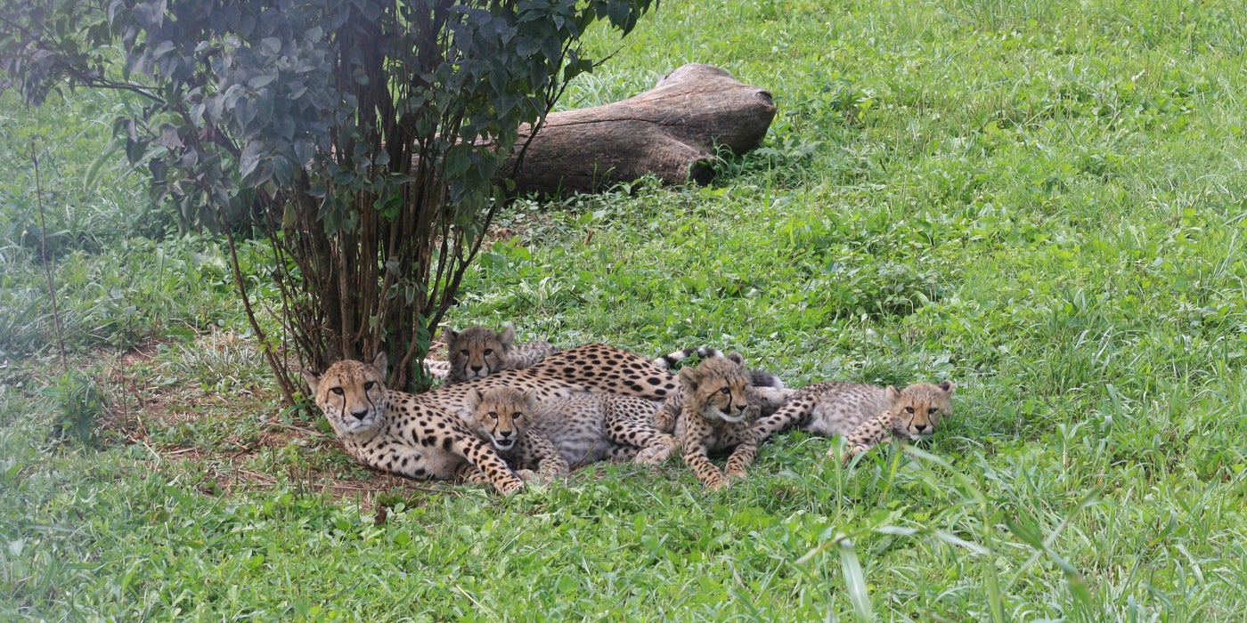 Cheetah Echo sits under a small shrub in her yard with her four cubs laying around her.