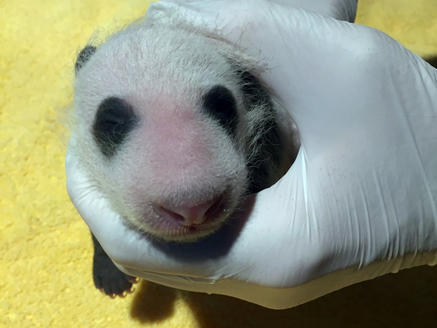Keeper Marty Dearie holds the Smithsonian's National Zoo's 3-week-old giant panda cub.
