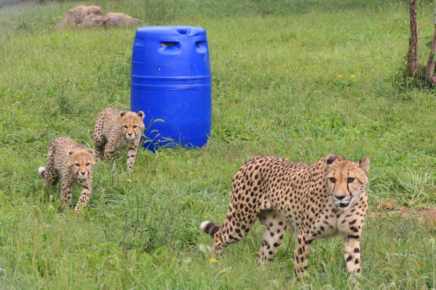 Cheetah Echo and two of her 5-month-old cubs at the Smithsonian Conservation Biology Institute. 