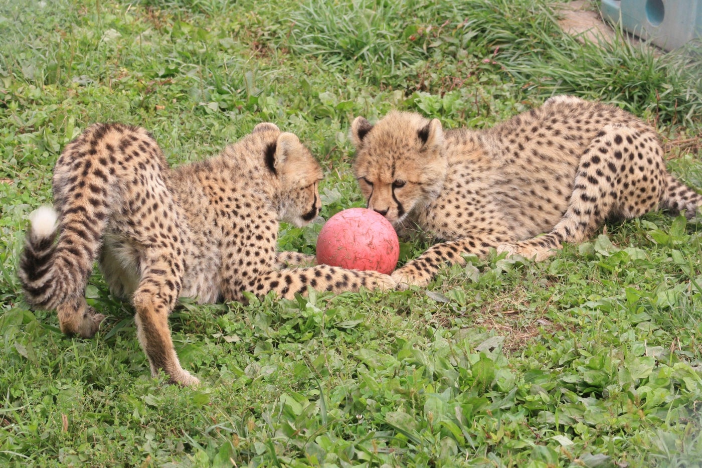A five-month old cheetah cubs play with an enrichment ball in their habitat at the Smithsonian Conservation Biology Institute. 