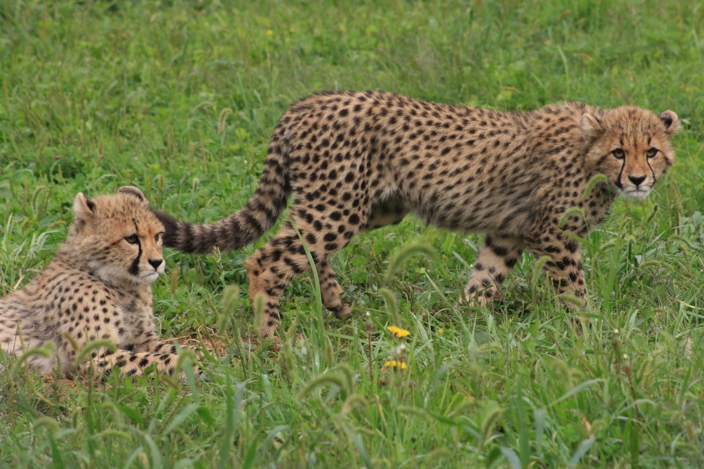 A five-month old cheetah cubs explore their habitat at the Smithsonian Conservation Biology Institute. 
