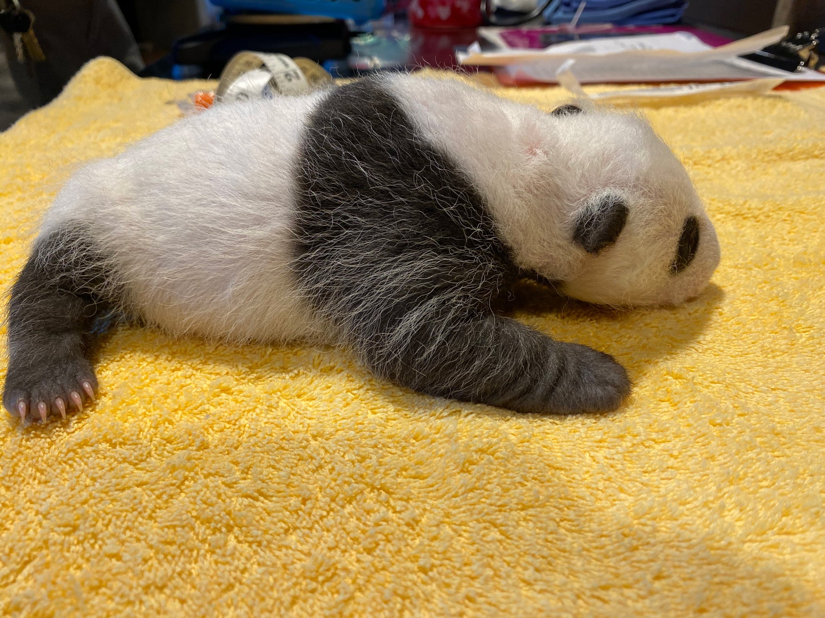 The Smithsonian's National Zoo's giant panda cub rests on a soft towel during its first veterinary exam Sept. 19, 2020.
