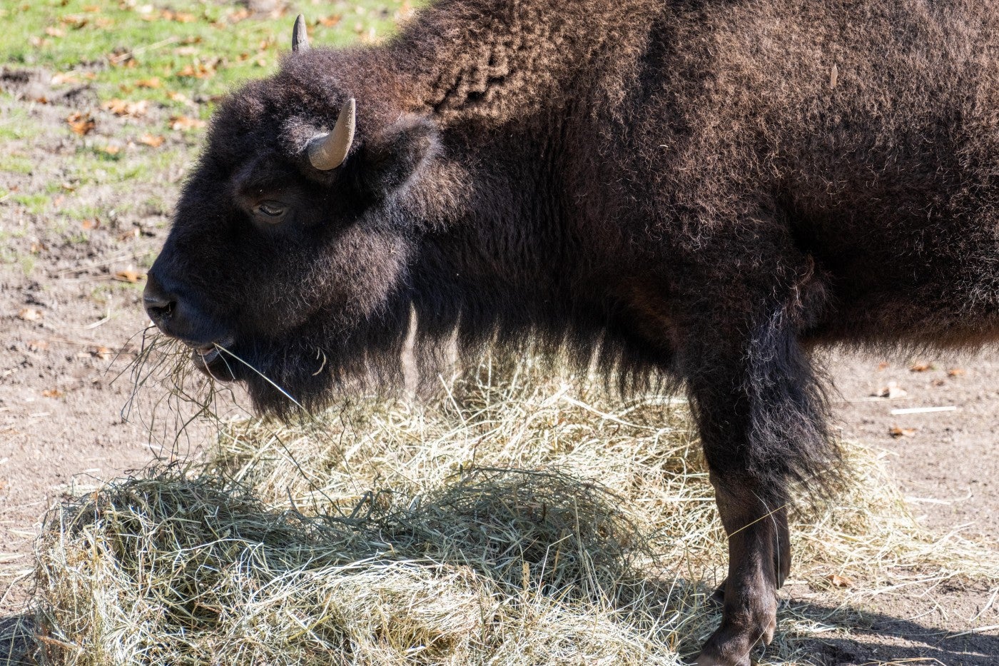 American bison Gally eats hay