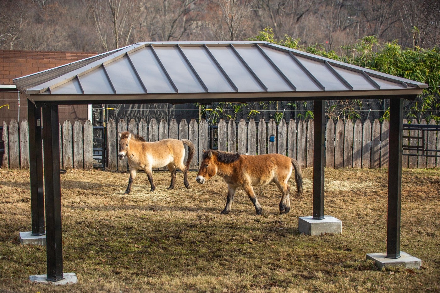 Przewalski's horses Barbie (left) and Cooper (right) walk through their habitat, behind a large shade structure.