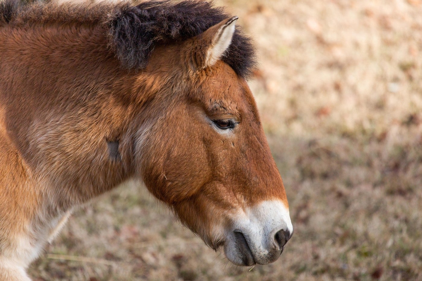 A close-up side profile of Przewalski's horse, Cooper. 