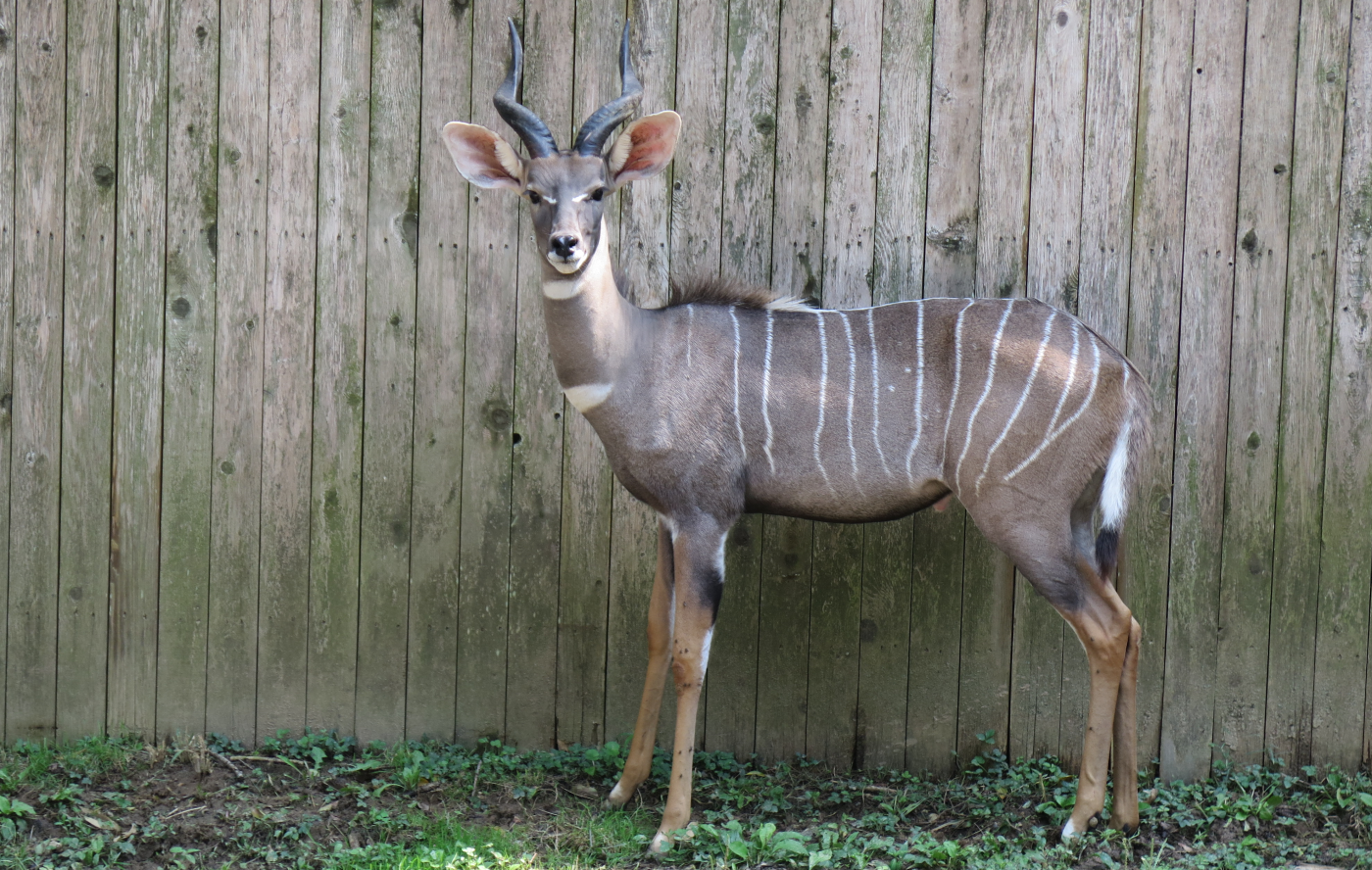 Male lesser kudu, Kushu, stands in front of a wooden fence.