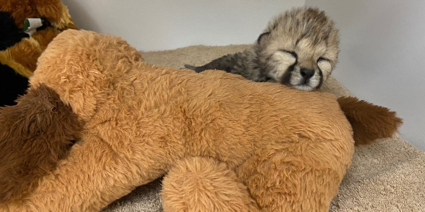 A large light brown, plush dog lays on the ground, which is covered in a cream towel. A less than one-week-old cheetah cub sleeps with his head resting on the plush dog's back, close to its' darker brown tail.
