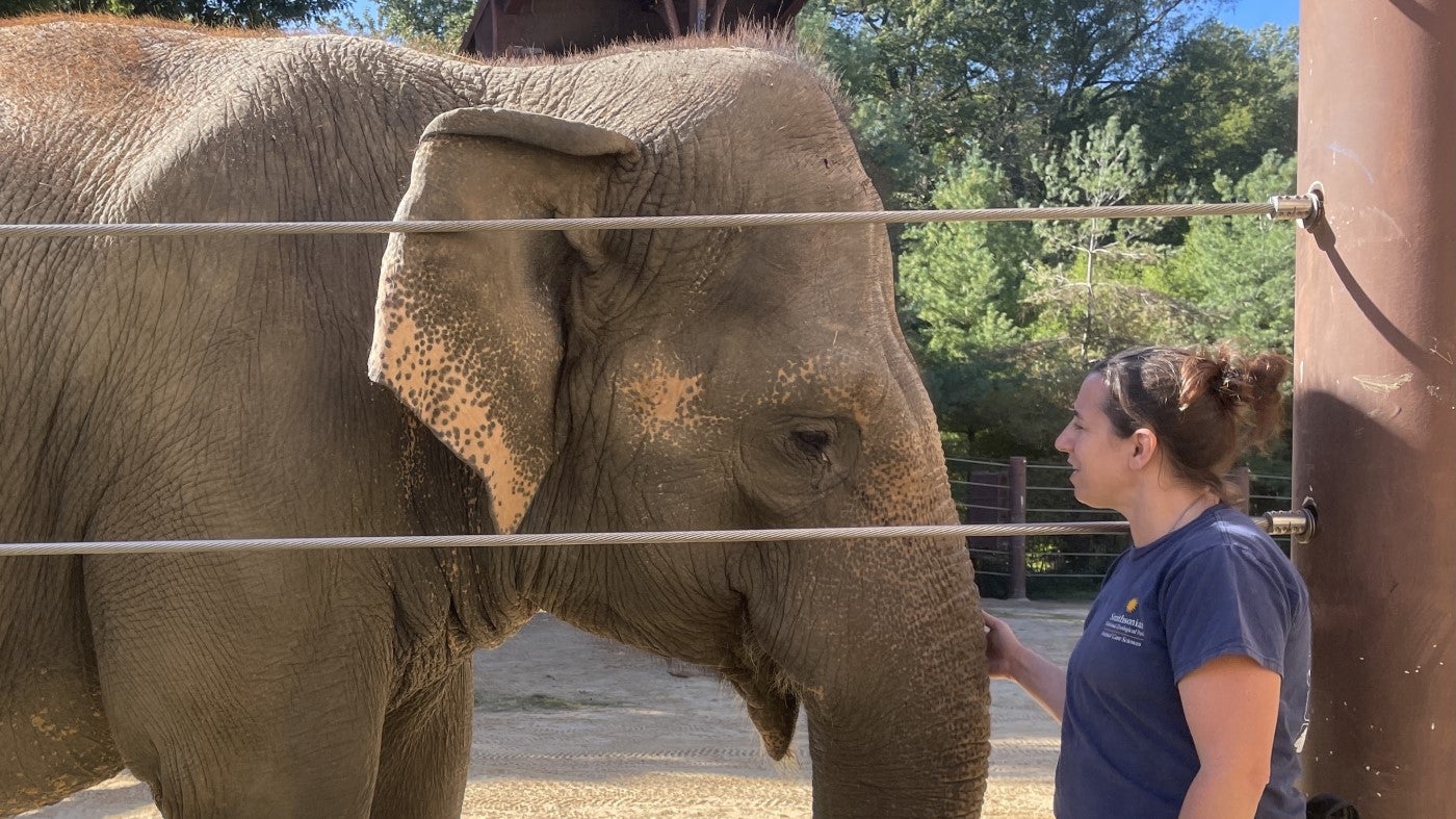 Female Asian elephant, Swarna stands on the left side of the photo behind a wired fence. Swarna is facing the right side, where keeper Rebecca stands looking at her. Rebecca's right hand is gently resting on Swarna's trunk through the fence. 