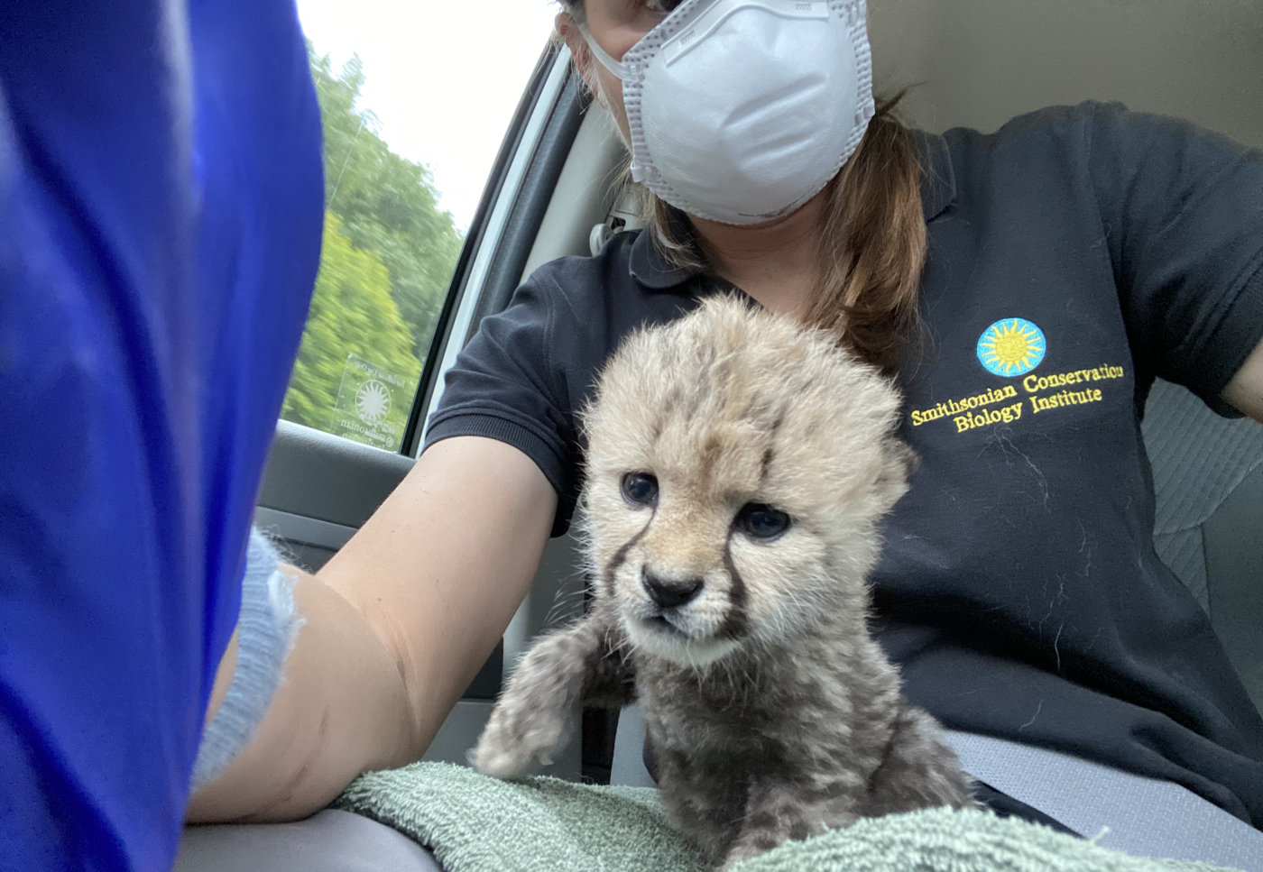 Adrienne Crosier sits in a car with a 16-day-old cheetah cub on her lap. The cub partially stands, partially lays on a light green towel. Adrienne takes a selfie of the cub from the cubs level.