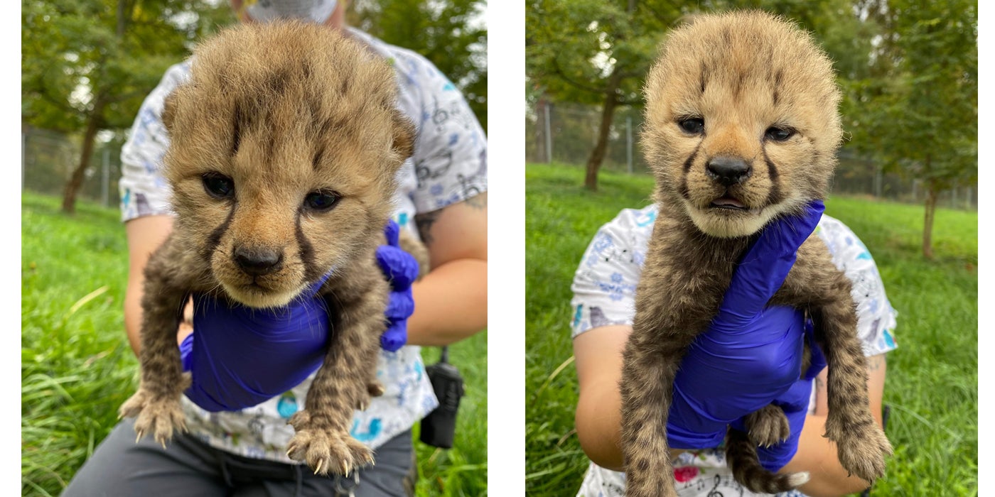 Two images collaged together. Both pictures are of a cheetah cub held by a latex-gloved keeper. The left image is of a female cub and the right is of a male.