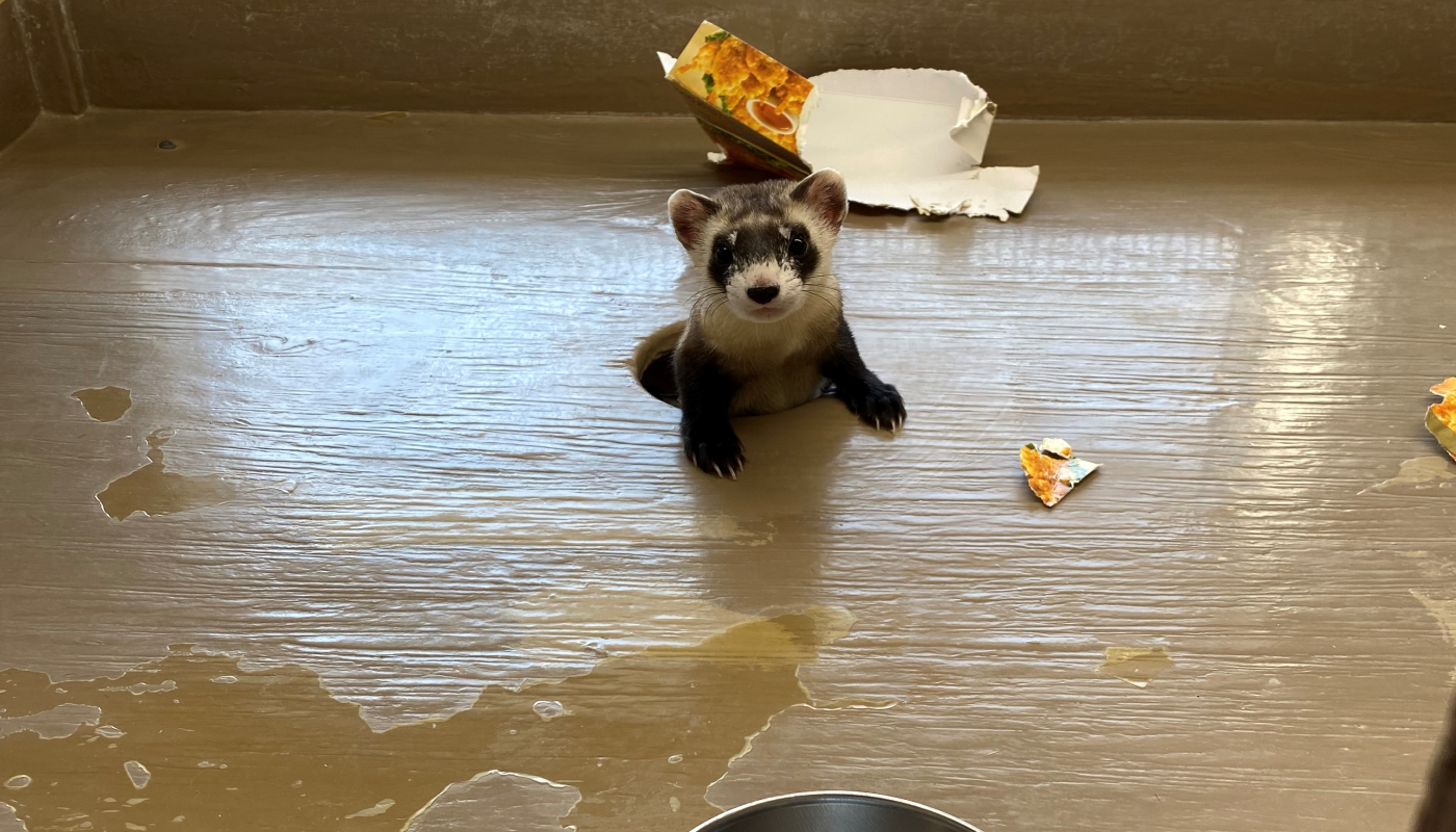 Five and a half month old, female black-footed ferret kit, Aster, climbs out of a hole in her new habitat at Louisville Zoo. There is some cardboard enrichment in the background and to the right. Only Aster's head and front to paws are visible.