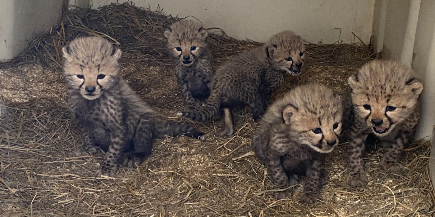 Five cheetah cubs sit in the back of an enclosure "den" with white walls and hay covering the ground. All five cubs faces are showing.