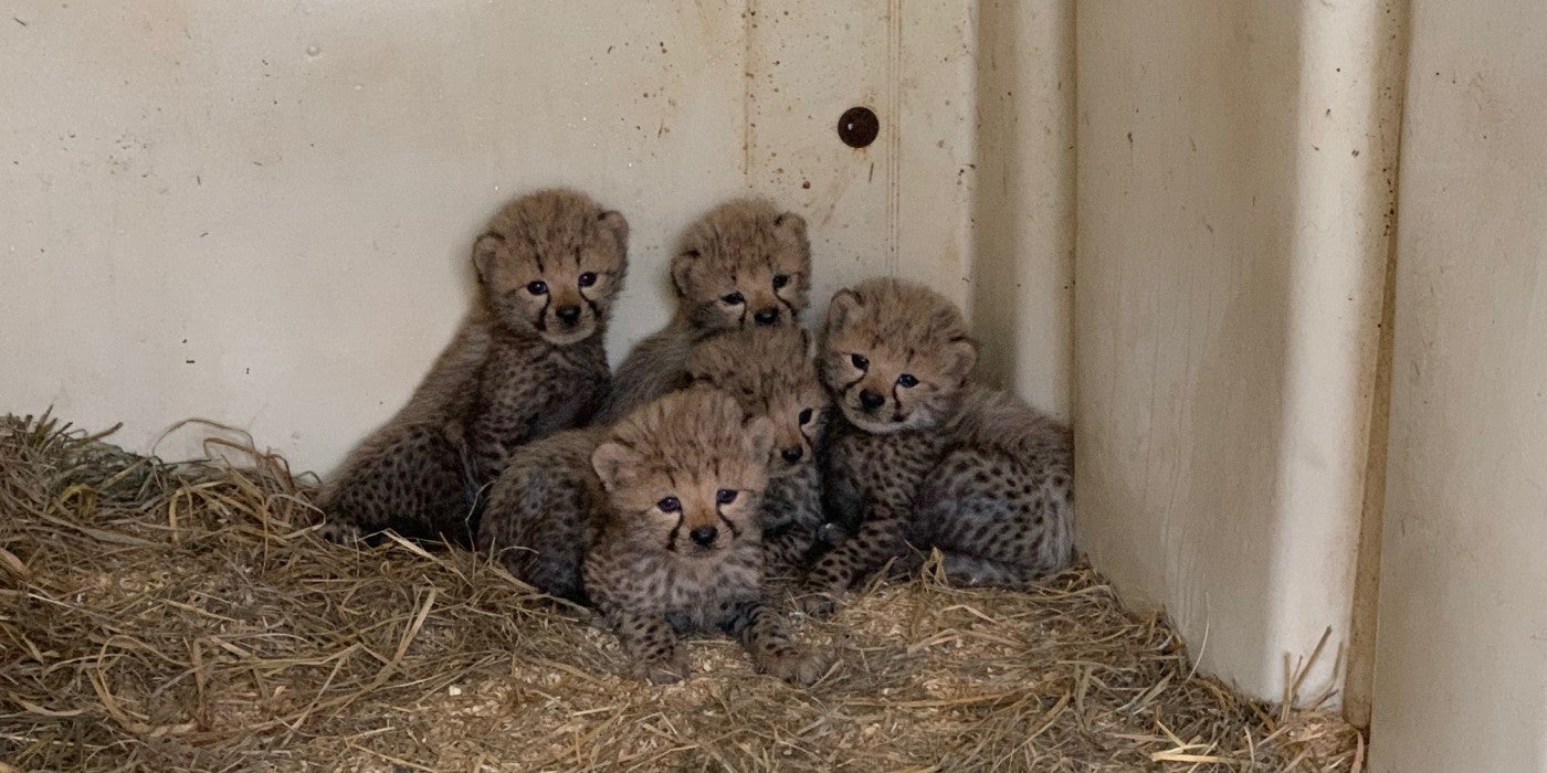 Five cheetah cubs sit and lay huddled in a corner of a white enclosed den. The floor of the den is covered in hay.