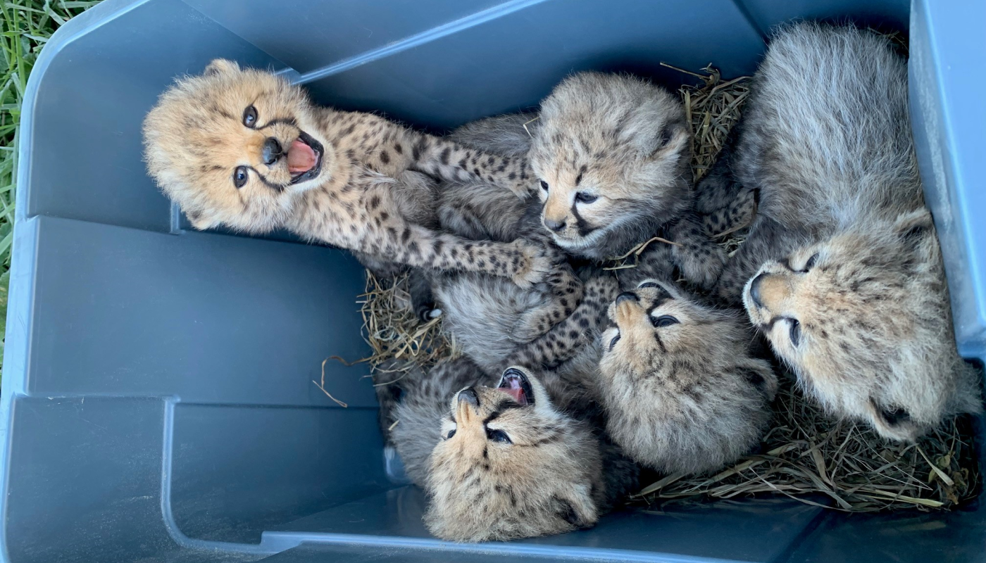 Four cheetah cubs lay curled up next to each other in a blue plastic tub. A fifth cub sits up on top of one of its siblings, with its mouth open. The other cubs are all looking toward this fifth cub. There is hay coating the bottom of the tub. 