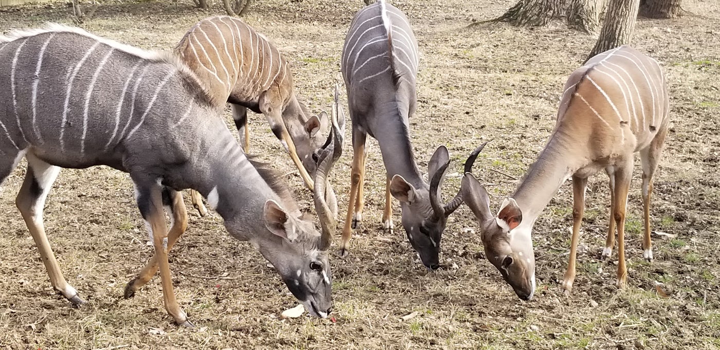 The Lesser Kudu family (Garrett, Toba, Kushu and Rogue) eat with their heads together in their yard.