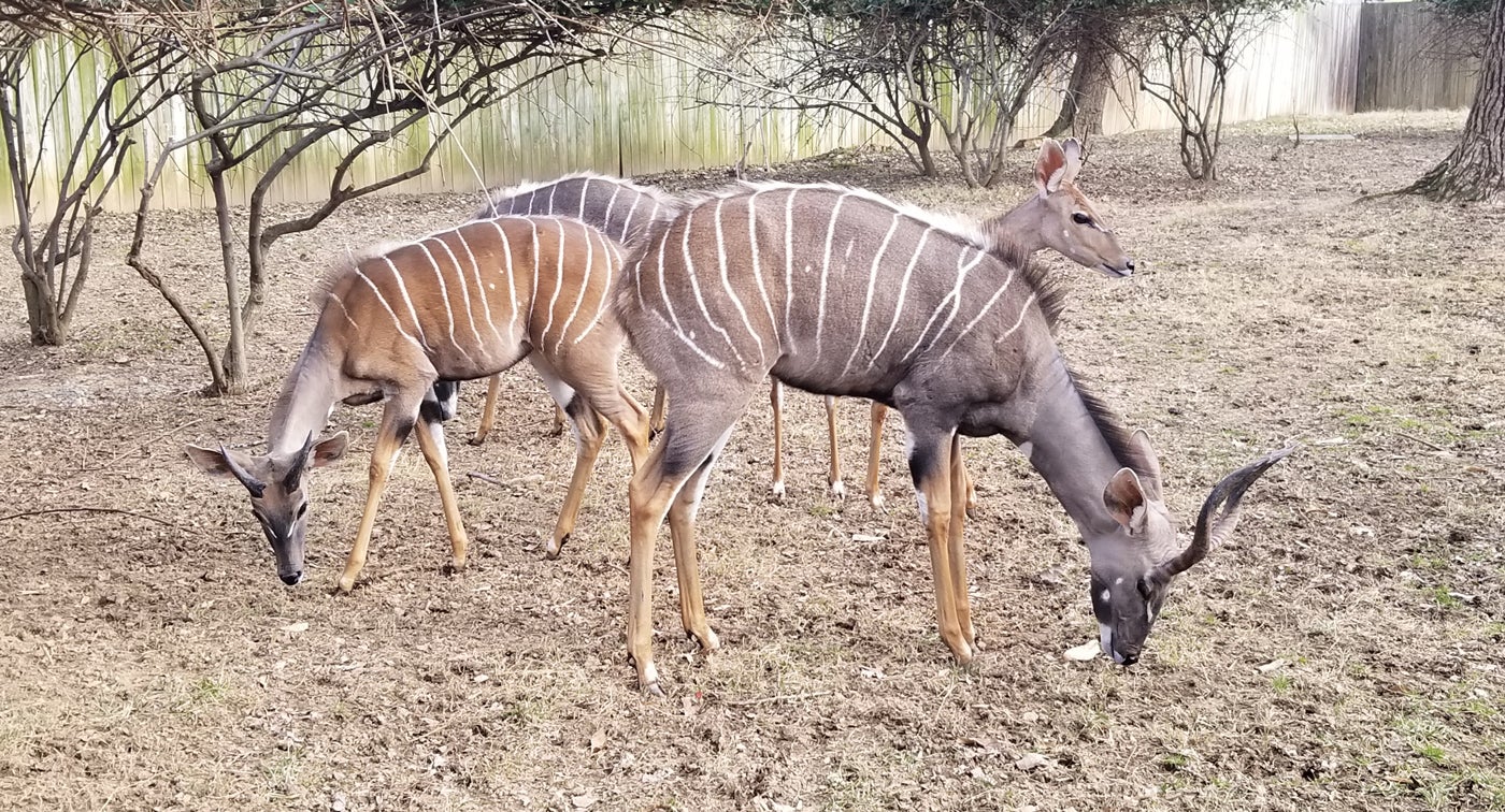 Lesser Kudu brothers, Toba and Garrett eat with mom Rogue and Garrett in their yard.