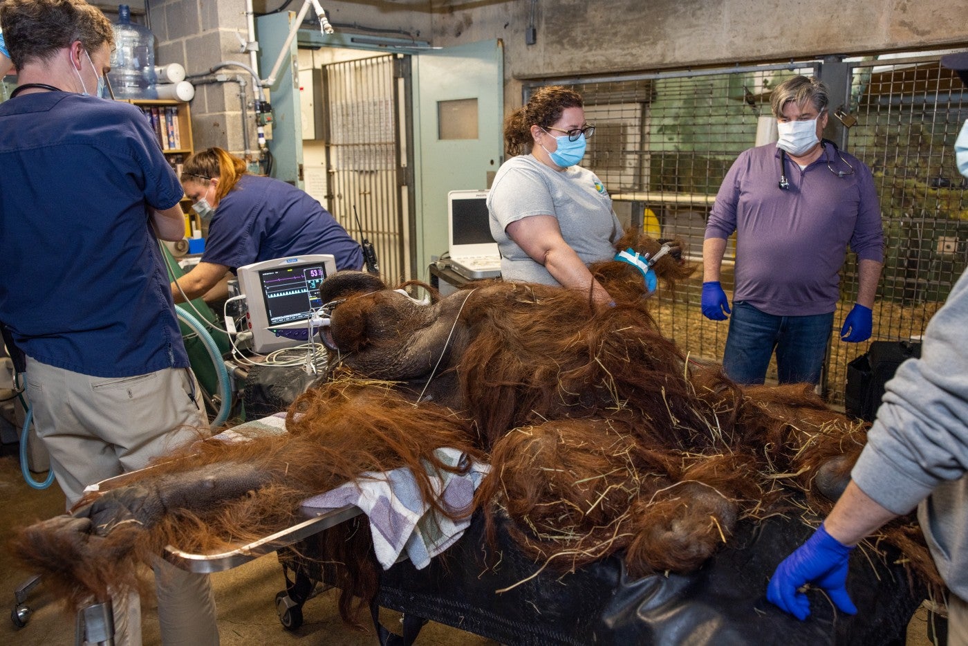 The primate and veterinary teams conduct a medical exam on Kyle orangutan.