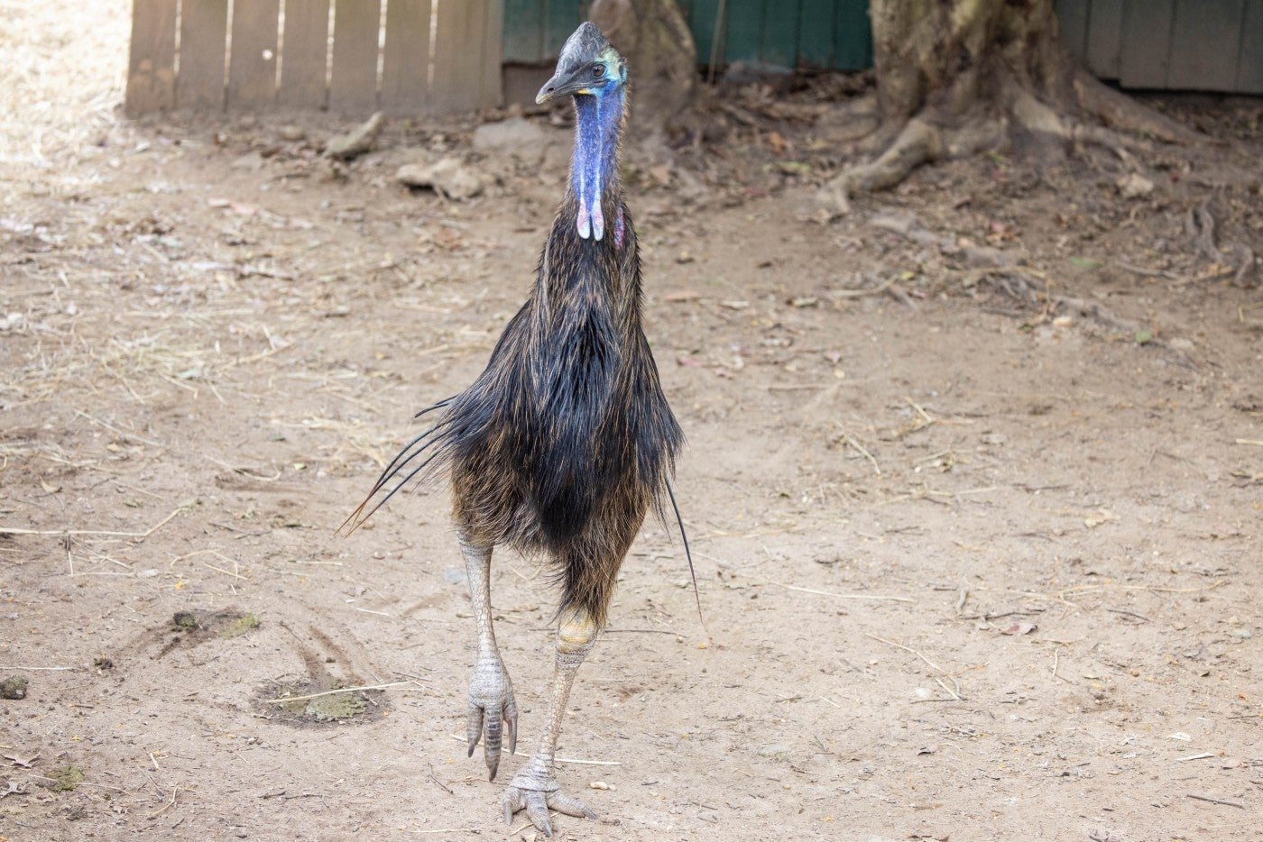 A southern cassowary walks through its habitat at the Bird House. 