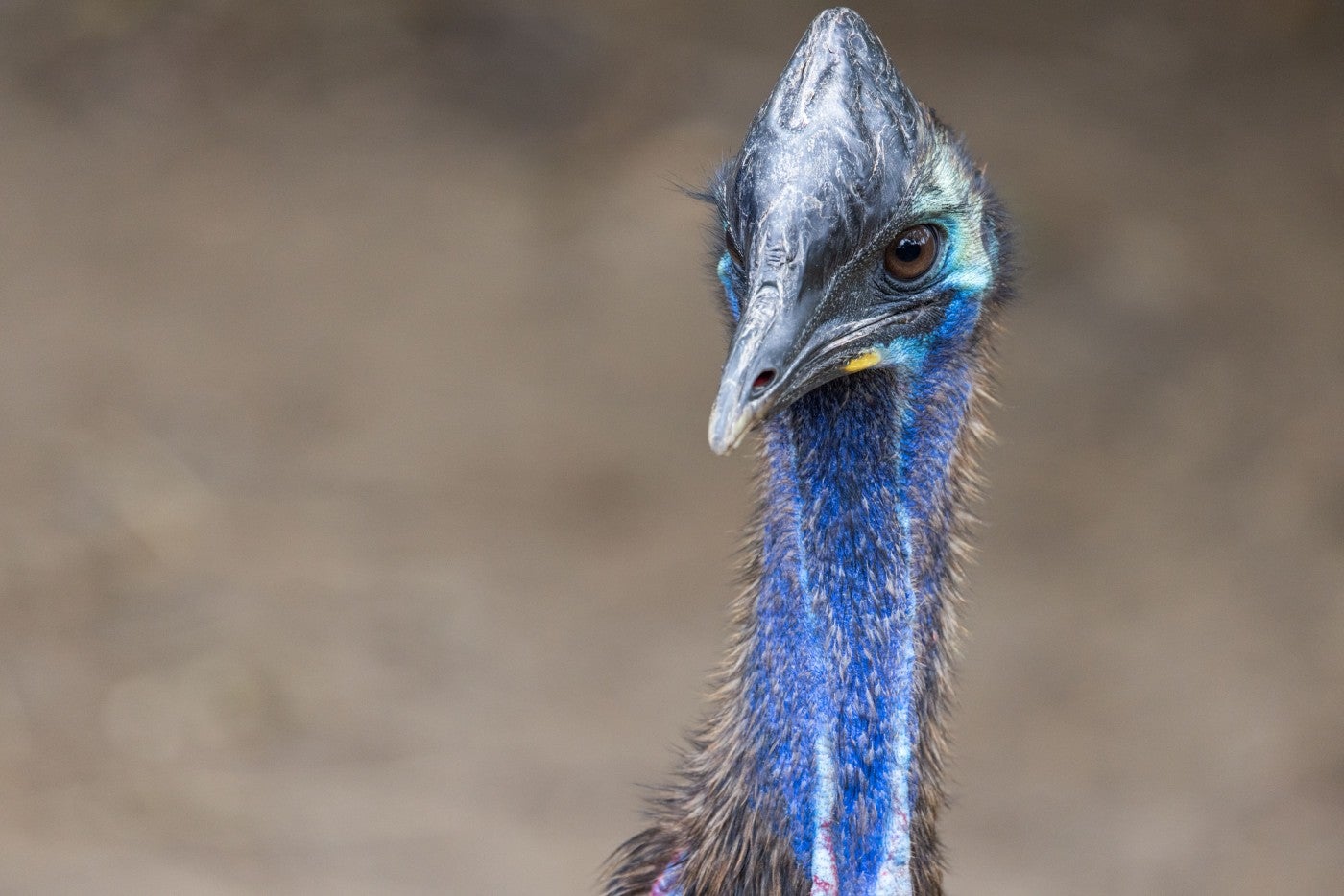 A close-up of a southern cassowary's neck, face and casque. 