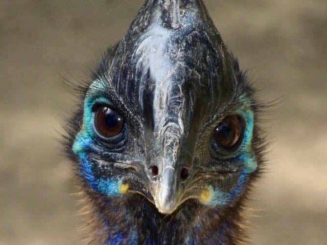 Close-up of a southern cassowary face. 