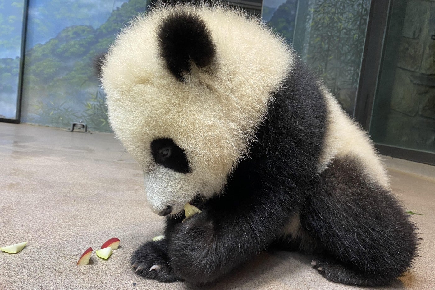 On March 22, giant panda cub Xiao Qi Ji had his first taste of apples and pears!