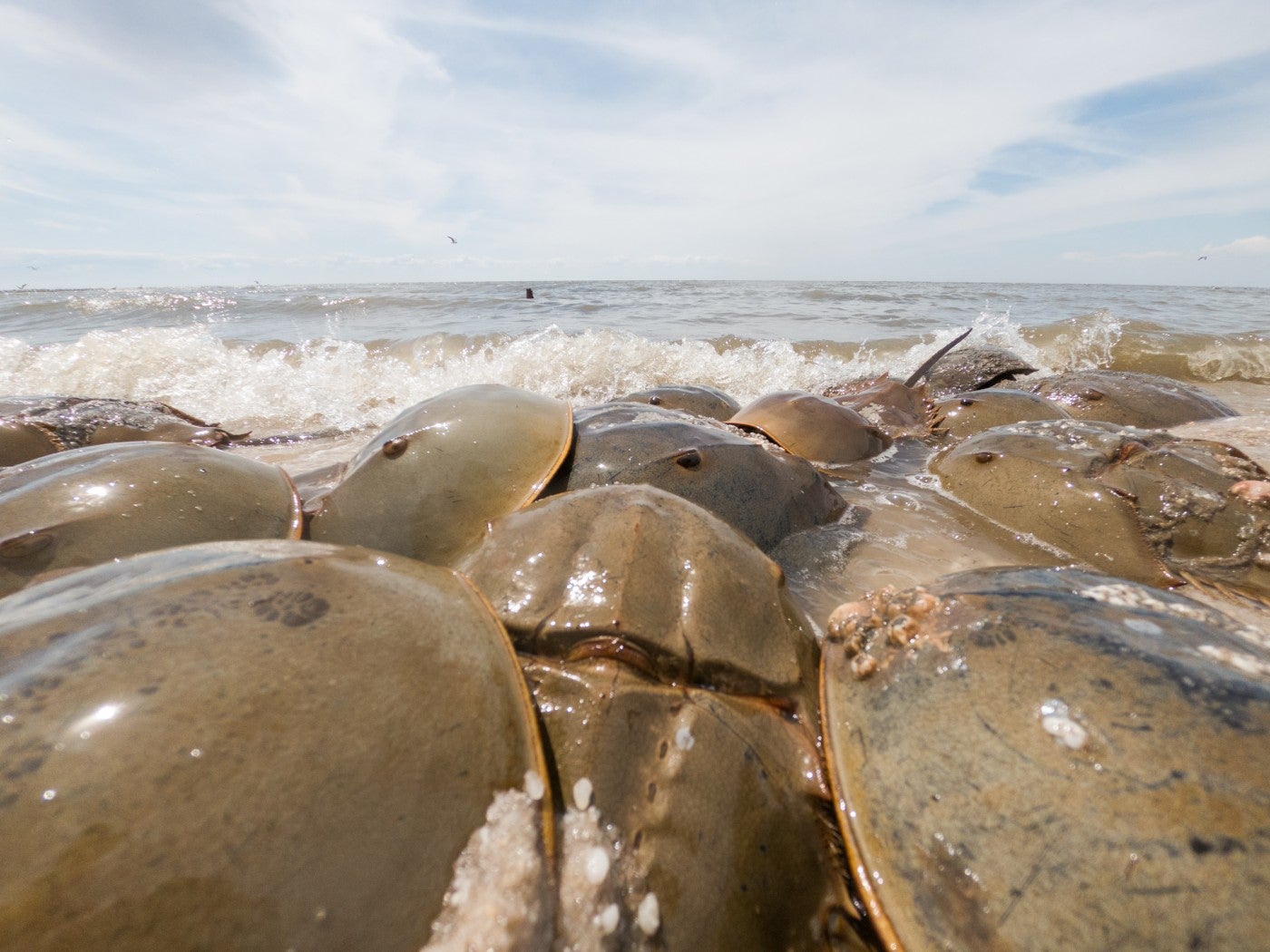 Horseshoe crabs pile on top of each other on a sandy shore near a breaking wave