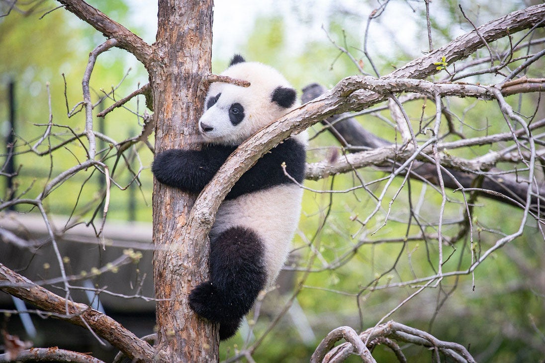 Giant panda cub Xiao Qi Ji clings to a tree in his outdoor habitat.