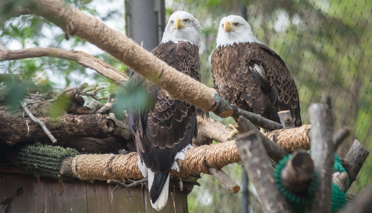How to Care for Bald Eagles  Smithsonian's National Zoo and Conservation  Biology Institute