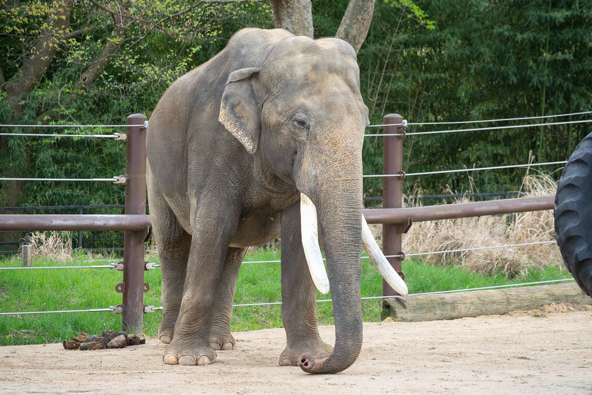 40-year-old male Asian elephant, Spike, walks around his yard. There is a wired fence behind him.