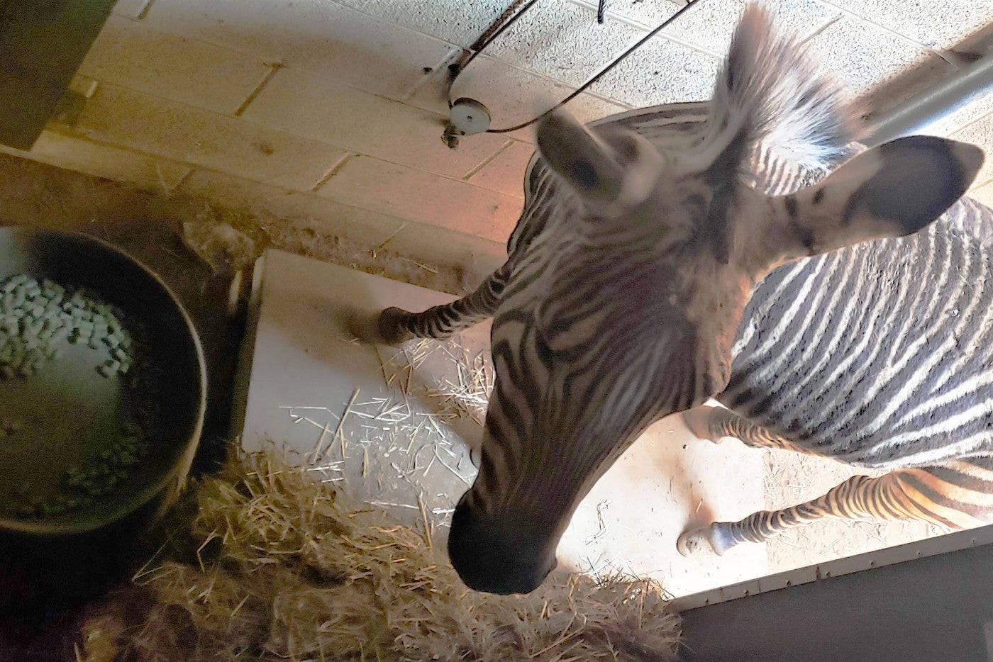 Hartmann's mountain zebra Yipes stands atop a scale in the barn. 