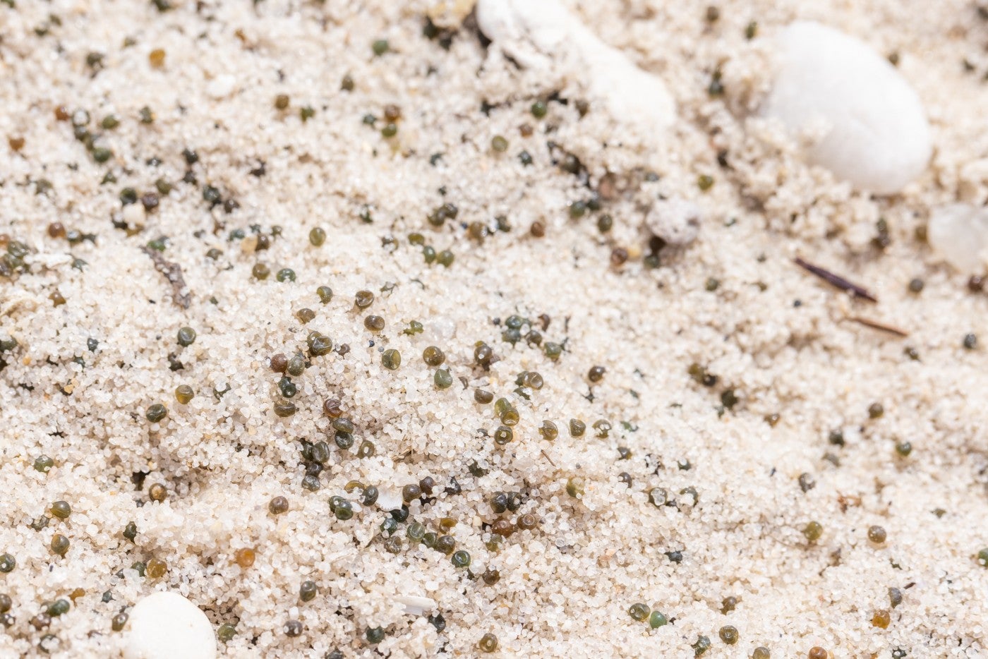 Sand covered in tiny, blue-green horseshoe crab eggs