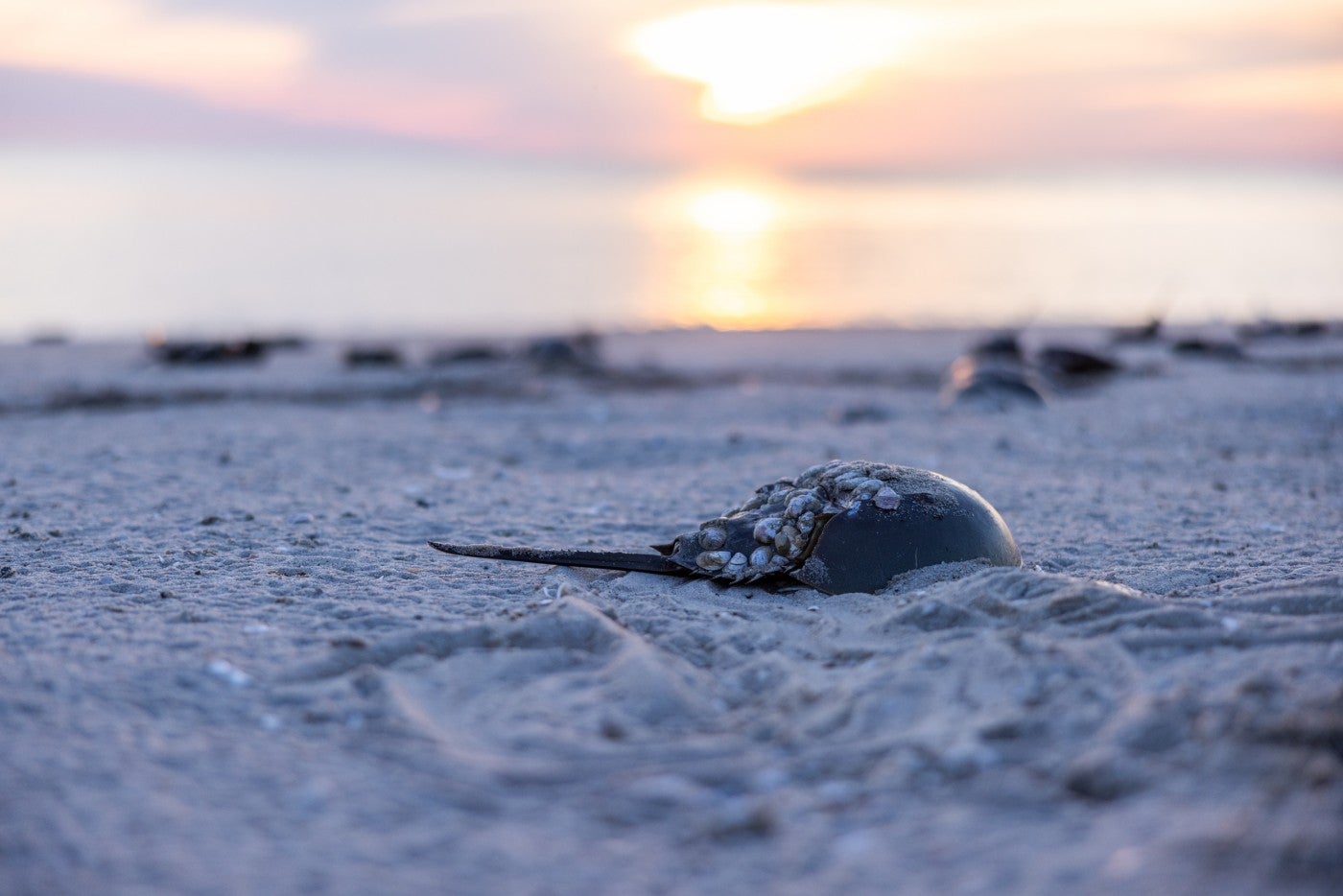 A horseshoe crab on a sandy beach at sunset